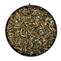Renouée des oiseaux plante 250 GRS Polygonum aviculare
