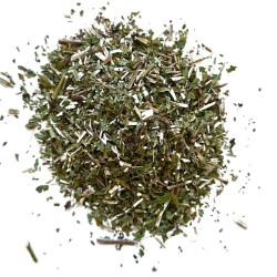 Goldrute (Solidago) Pflanze 100 GRS Solidago virga aurea
