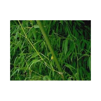 Bambou (Thabashir) résine 250 g POUDRE Bambusa arundinacea