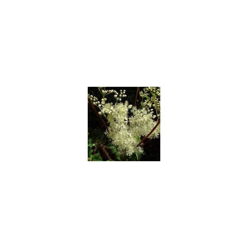 Reine des prés plante (Ulmaire) 250 g POUDRE Spiraea ulmaria