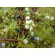 Wacholder Juniperus communis 15 ml chemotypisch 100% rein.