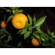 Petit grain bigaradier Citrus aurantium 15 ml chémotypé 100% pur