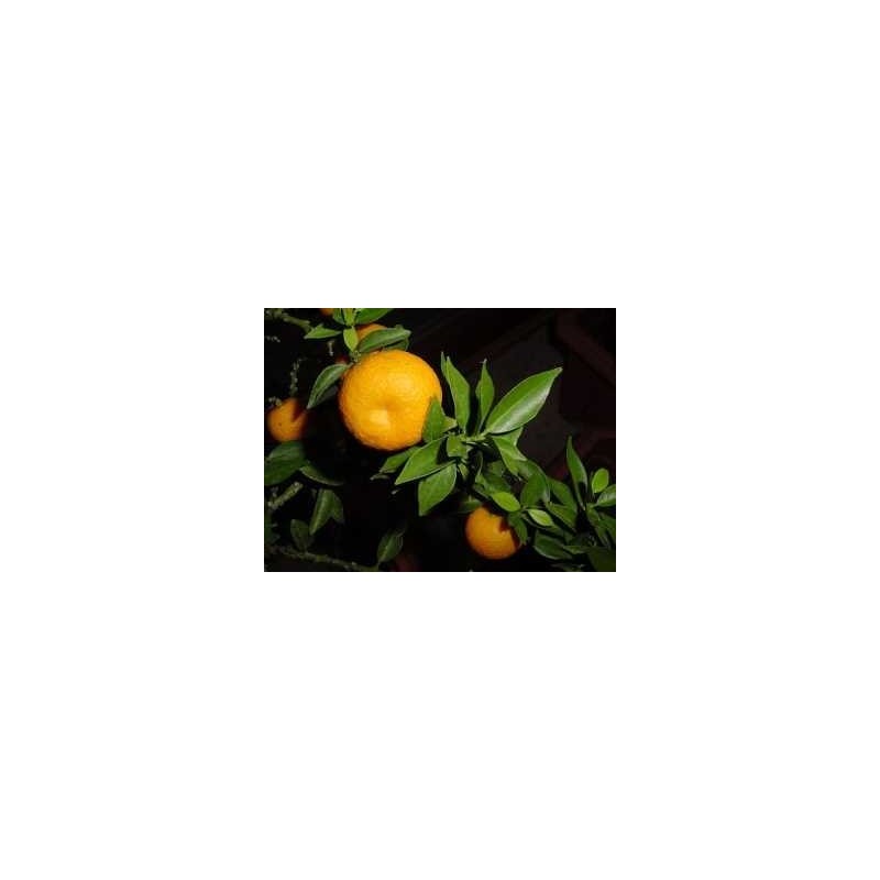 Petit grain bigaradier Citrus aurantium 15 ml chemotypisch 100% rein