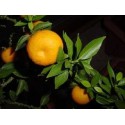 Petit grain bigaradier Citrus aurantium 15 ml chemotypisch 100% rein