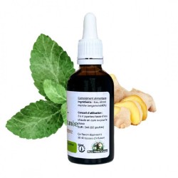 Mint Ginger - Mentha gracilis - 50ml Flasche