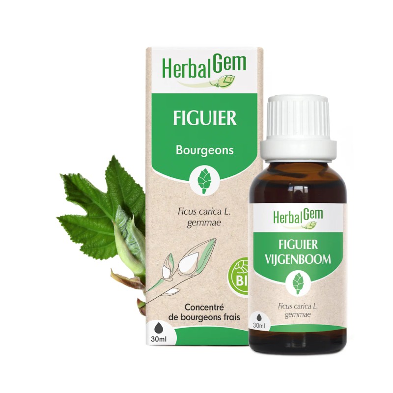 BOURGEON DE FIGUIER BIO - HERBALGEM - 30ml