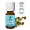 Huile essentielle de Pruche BIO – Respiration & lâcher-prise | France Herboristerie