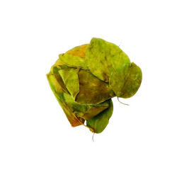 Tisane Gymnema Sylvestris feuille