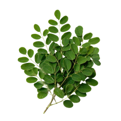 Tisane Moringa (Moringa oleifera) feuilles coupées