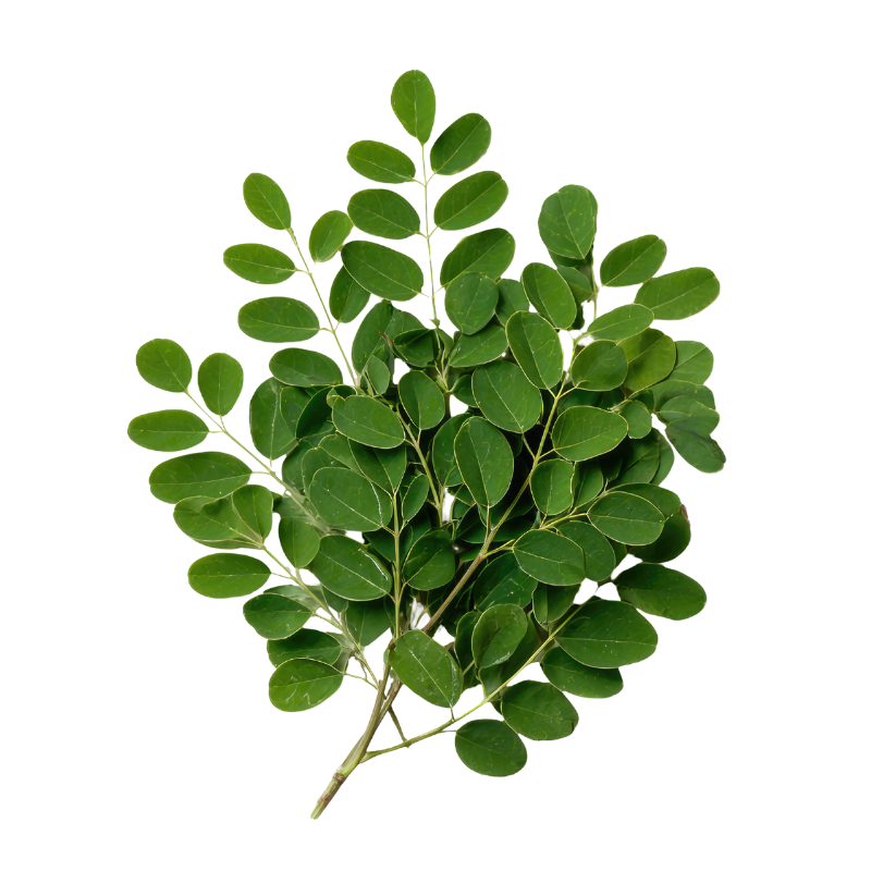 Tisane Moringa (Moringa oleifera) feuilles coupées