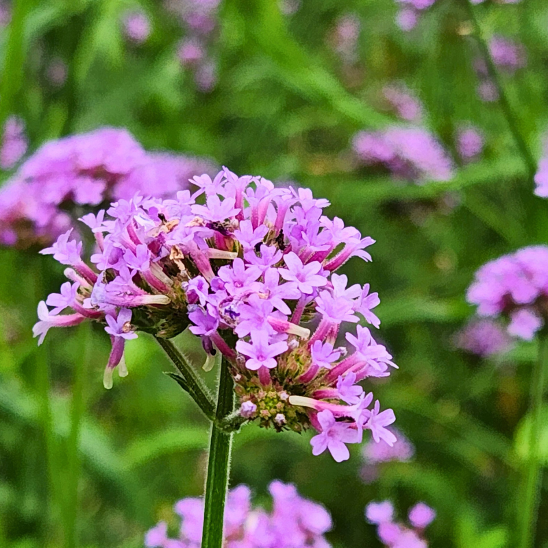 Verveine officinale en vrac – infusion traditionnelle apaisante