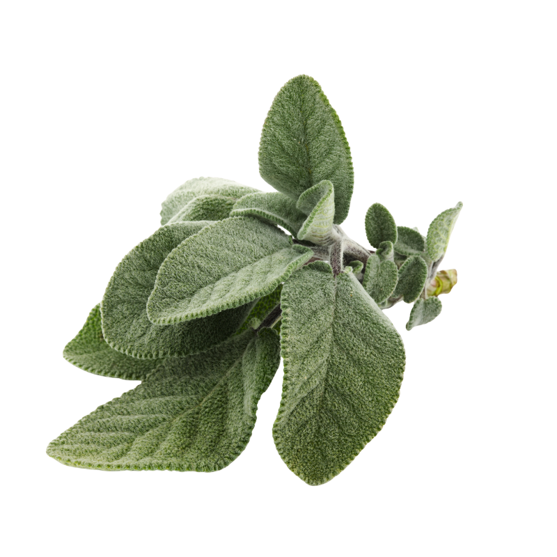 Sauge sclarée feuilles en vrac – infusion bien-être et équilibre féminin
