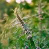 Tisane Agripaume sommité (Leonurus cardiaca)