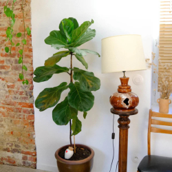 Olla Cœur en terre cuite – arrosage autonome naturel pour plantes