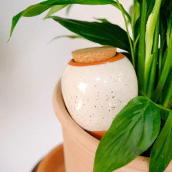 Olla hydratante Blanc grainé en terre cuite - Arrosage autonome naturel pour plantes en pot