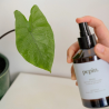 Brume nettoyante pour plantes d’intérieur – spray naturel pour feuilles
