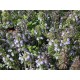 Serpolet Blütenstiel 1 Kg PULVER Thymus serpyllum