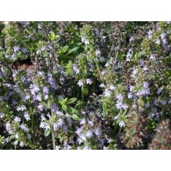 Serpolet tige fleurie 250 g POUDRE thymus serpyllum