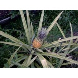 GELULES ANANAS tige 280 mg 1000 GELULES