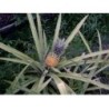 GELULES ANANAS tige 280 mg 1000 GELULES