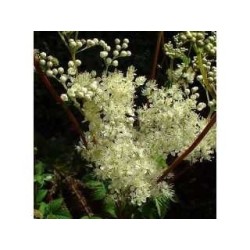 Mädesüß Pflanze (Ulmaria) 250 g PULVER Spiraea ulmaria