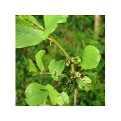 Hdorn Rinde 250 g PULVER Rhamnus frangula