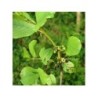 Hdorn Rinde 250 g PULVER Rhamnus frangula