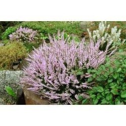 Bruyère sommité 250 g POUDRE Calluna vulgaris
