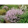Bruyère sommité 250 g POUDRE Calluna vulgaris