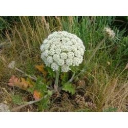 Carotte 250 g POUDRE Daucus carota