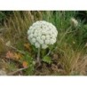 Carotte 250 g POUDRE Daucus carota