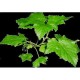 Cassis feuille 1 Kg POUDRE Ribes nigrum
