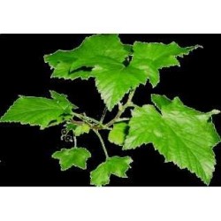 Cassis feuille 250 g POUDRE Ribes nigrum