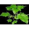 Schwarze Johannisbeere Blatt 250 g PULVER Ribes nigrum