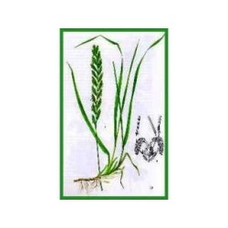 Chiendent rhizome 1 Kg POUDRE Agropyrum repens