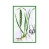 Chiendent rhizome 1 Kg POUDRE Agropyrum repens