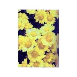 Chrysantellum americanum 250 g POUDRE Chrysantellum americanum