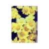 Chrysantellum americanum 250 g POUDRE Chrysantellum americanum