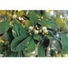 Clous de Girofle 250 g POUDRE Eugenia caryophyllata
