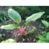 Curcuma rhizome 250 g POUDRE Curcuma longa