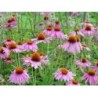 Echinacea racine 250 g POUDRE