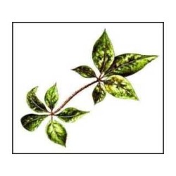 Eleutherocoque (Ginseng de Sibérie) racine 1 Kg POUDRE Eleuthero