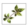 Eleutherocoque (Ginseng de Sibérie) racine 1 Kg POUDRE Eleuthero