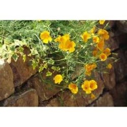 Eschscholtzia plante (Pavot de Californie) 250 g POUDRE Eschscho
