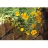 Eschscholtzia plante (Pavot de Californie) 250 g POUDRE Eschscho