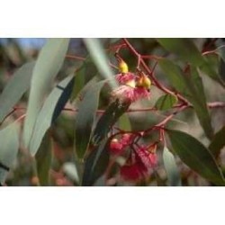 Eukalyptus Blatt 100 g PULVER Eukalyptus globulus