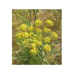 Fenouil de Provence 250 g POUDRE Foeniculum dulce