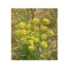 Fenouil de Provence 250 g POUDRE Foeniculum dulce