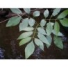 Frêne feuille 250 g POUDRE Fraxinus excelsior