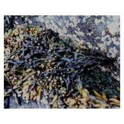Fucus vésiculeux (Varech) 250 g POUDRE Fucus vesiculosus